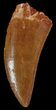Knife-Like, Carcharodontosaurus Tooth #52865-1